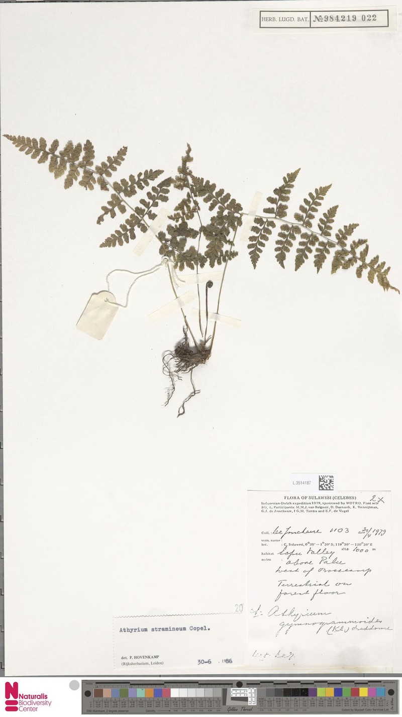 Rhachidosorus stramineus