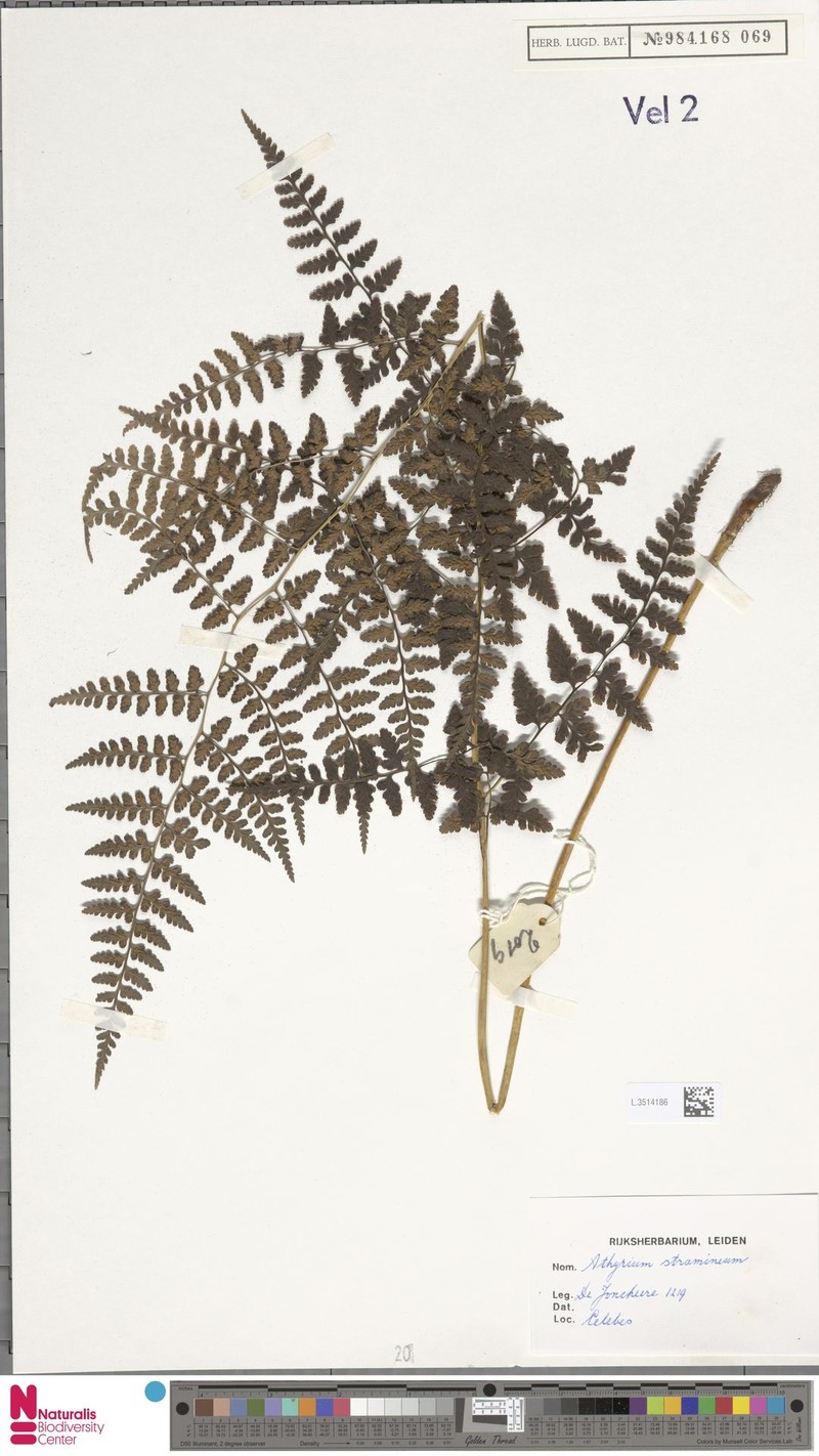 Rhachidosorus stramineus photo 2