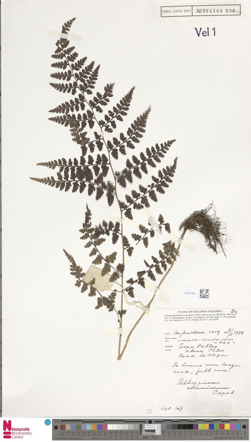 Rhachidosorus stramineus photo 3