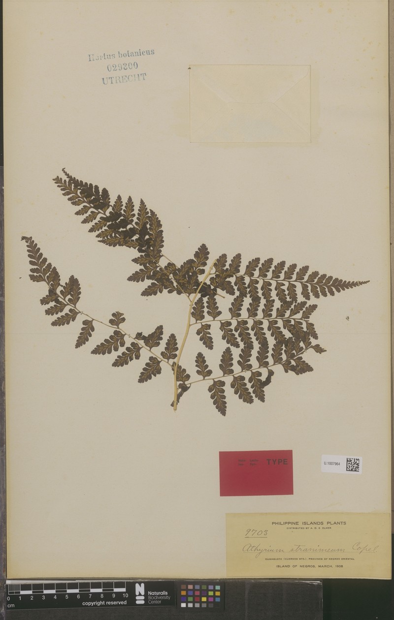 Rhachidosorus stramineus photo 4