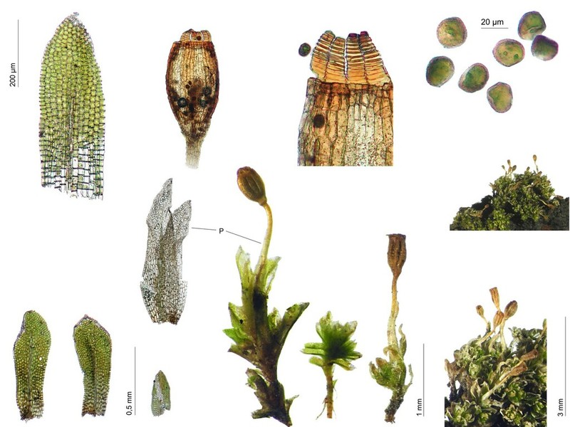 Rhachithecium Moss