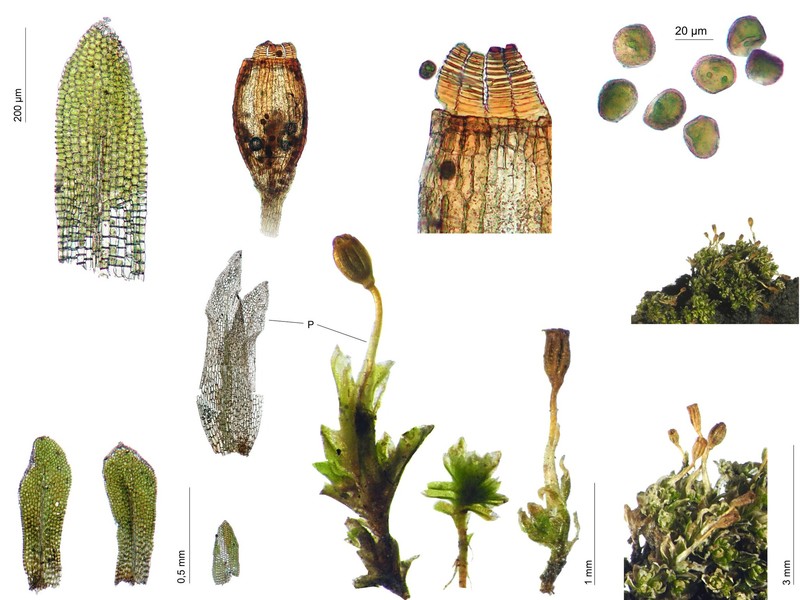 Rhachithecium Moss photo 2