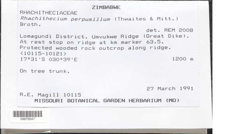 Rhachithecium Moss photo 3