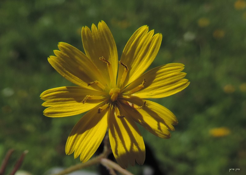 Endive Daisy photo 2