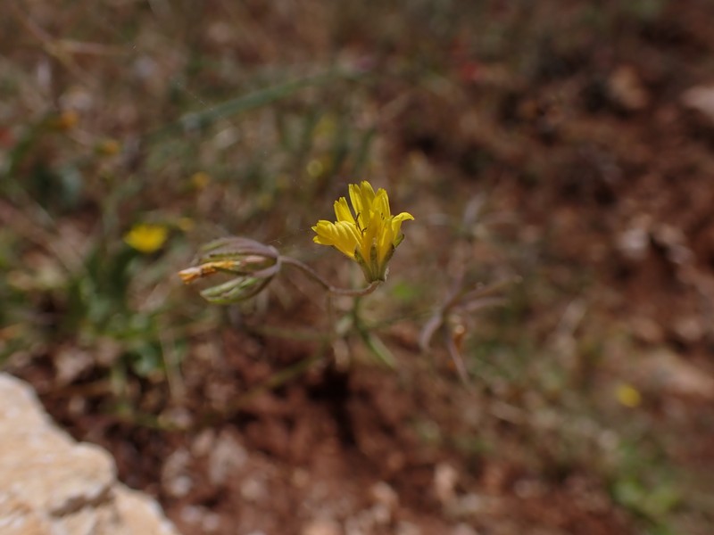 Endive Daisy photo 3