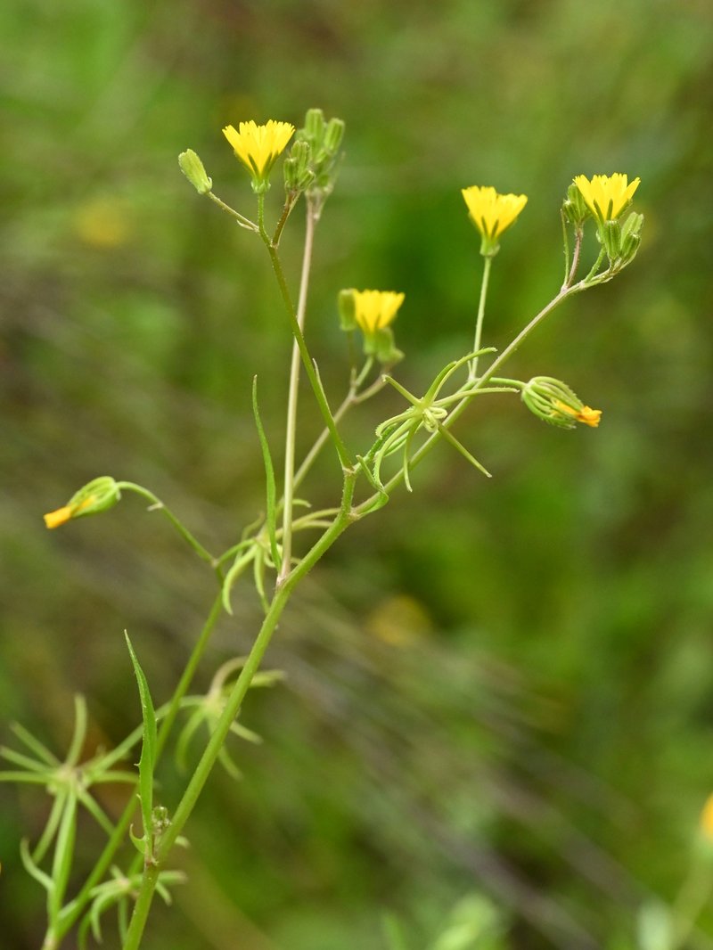 Endive Daisy photo 7