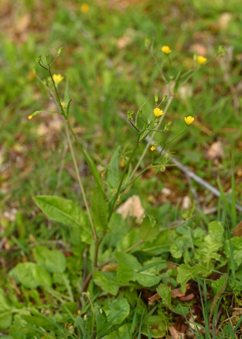 Endive Daisy photo 8