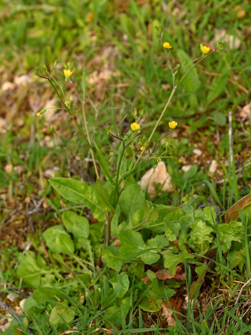 Endive Daisy photo 9