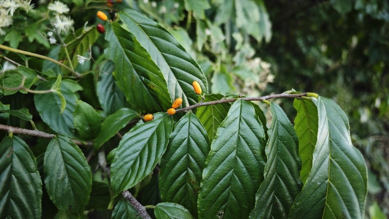 Rhamnella franguloides var. franguloides