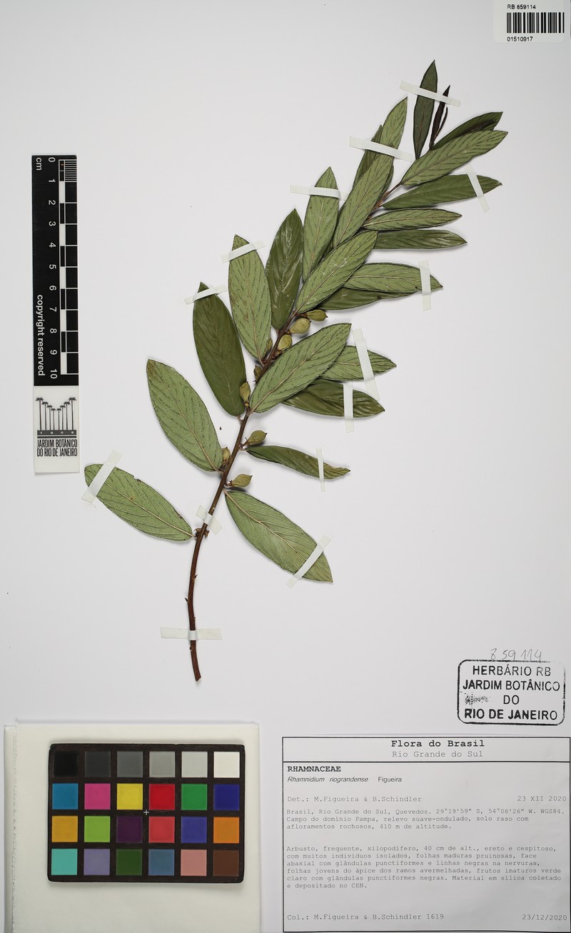Rhamnidium riograndense