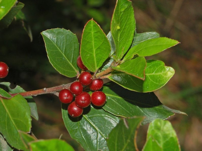 Italian Buckthorn