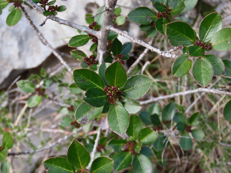 Rhamnus alaternus subsp. alaternus