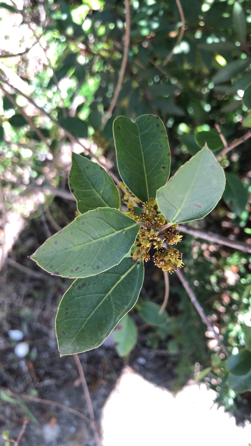 Rhamnus alaternus subsp. alaternus photo 2