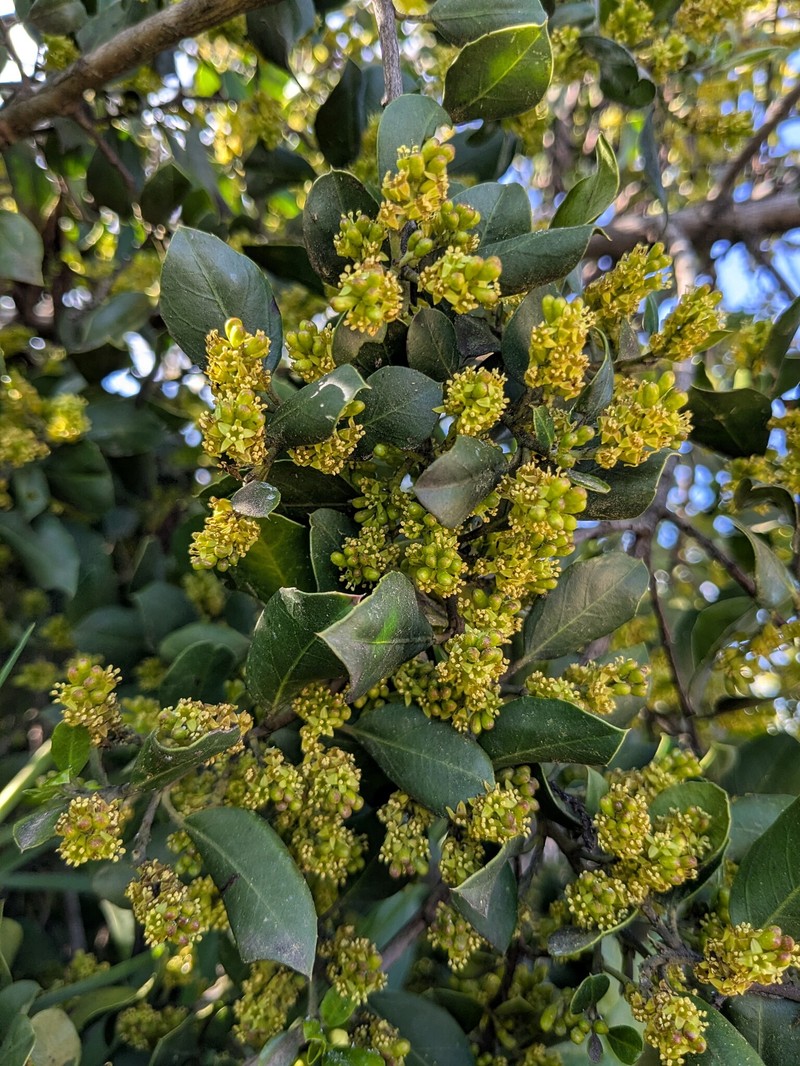 Rhamnus alaternus subsp. alaternus photo 3