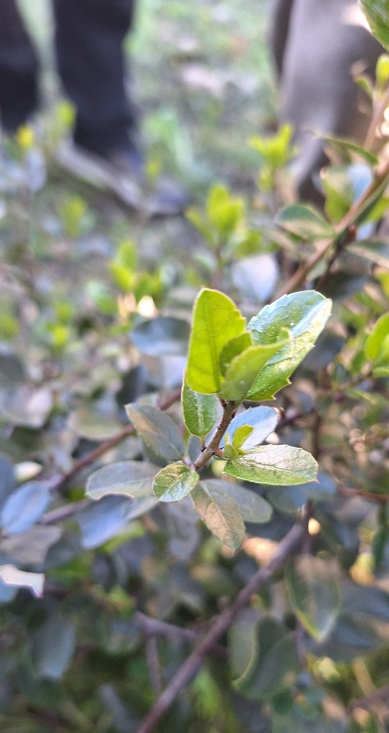 Rhamnus alaternus subsp. alaternus photo 4
