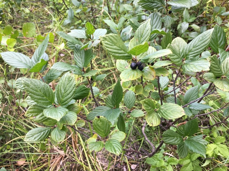 Alderleaf Buckthorn photo 3
