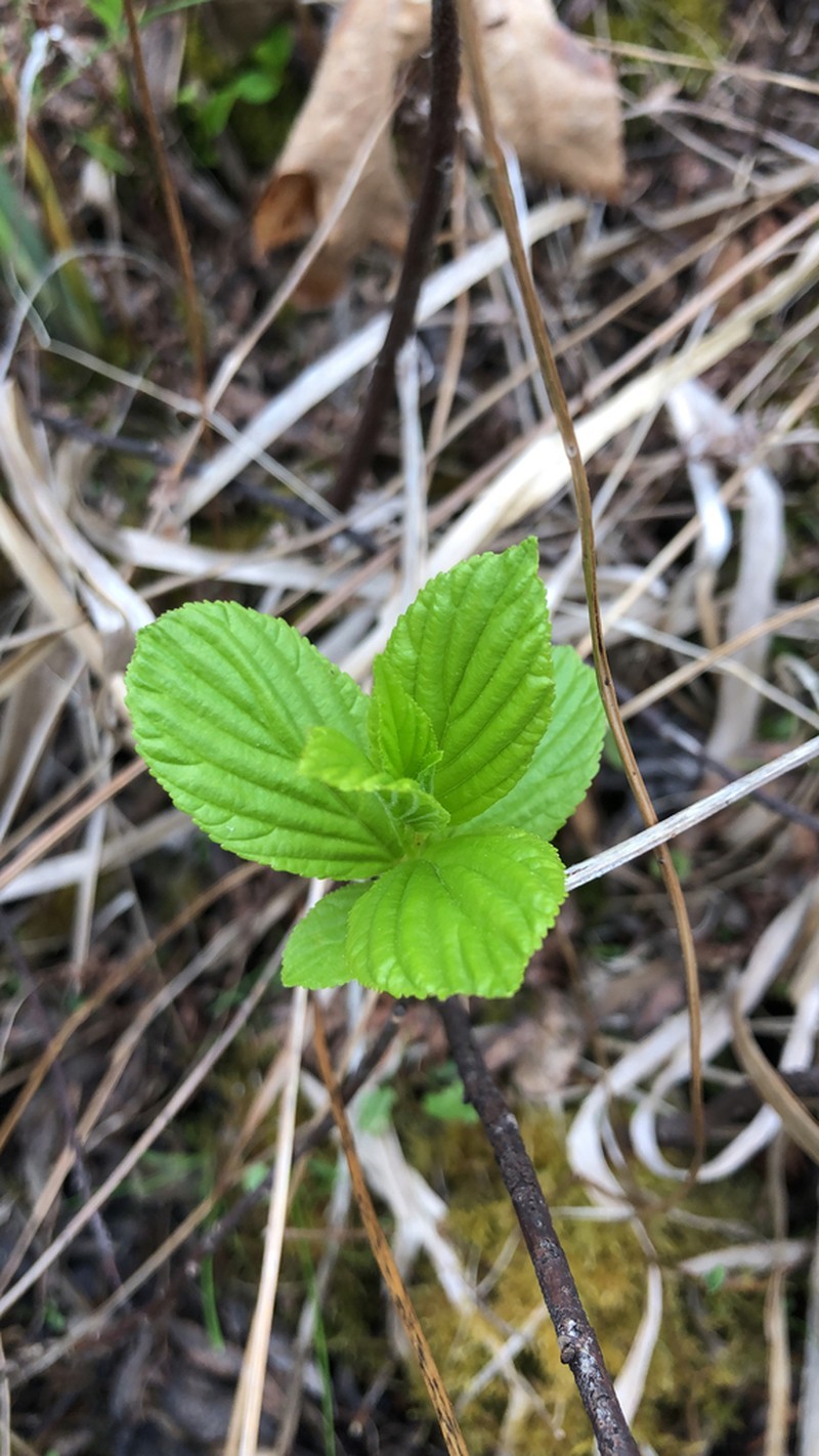 Alderleaf Buckthorn photo 4