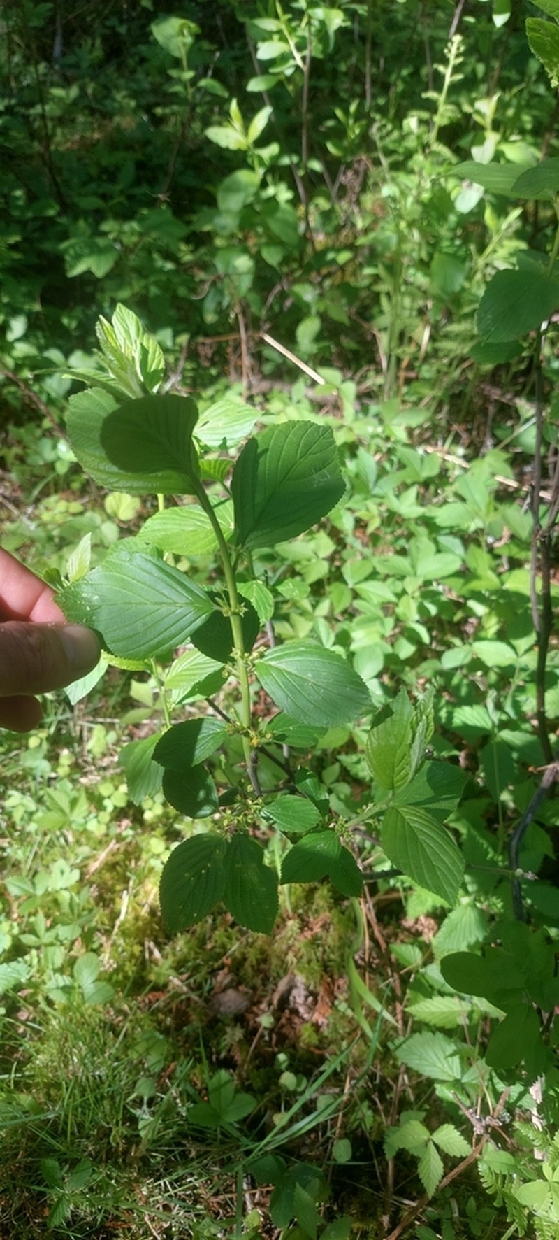 Alderleaf Buckthorn photo 5