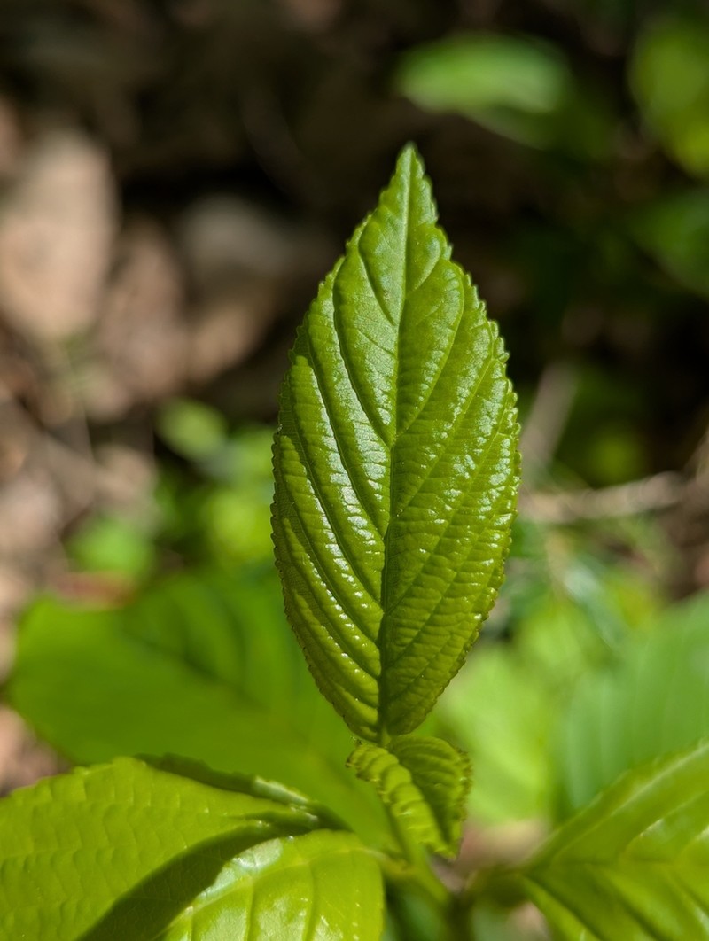 Alderleaf Buckthorn photo 6