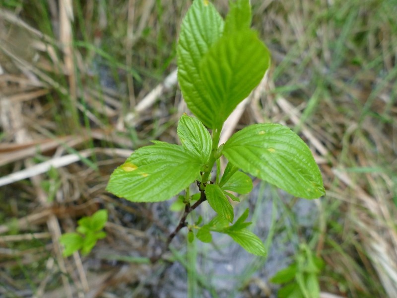 Alderleaf Buckthorn photo 7