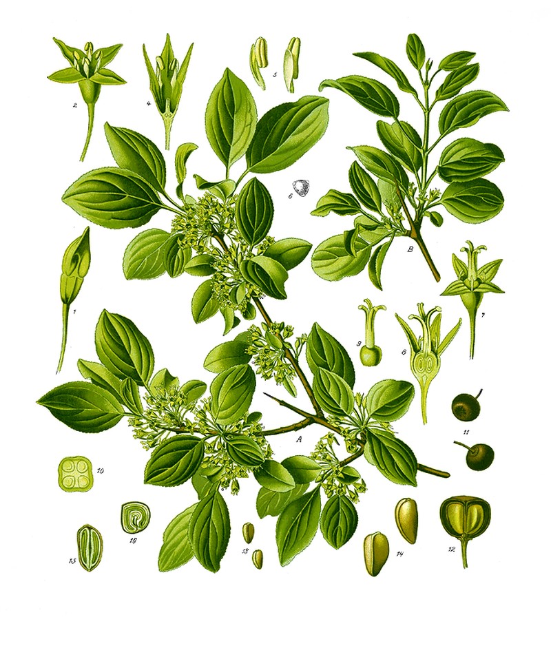 Common Buckthorn