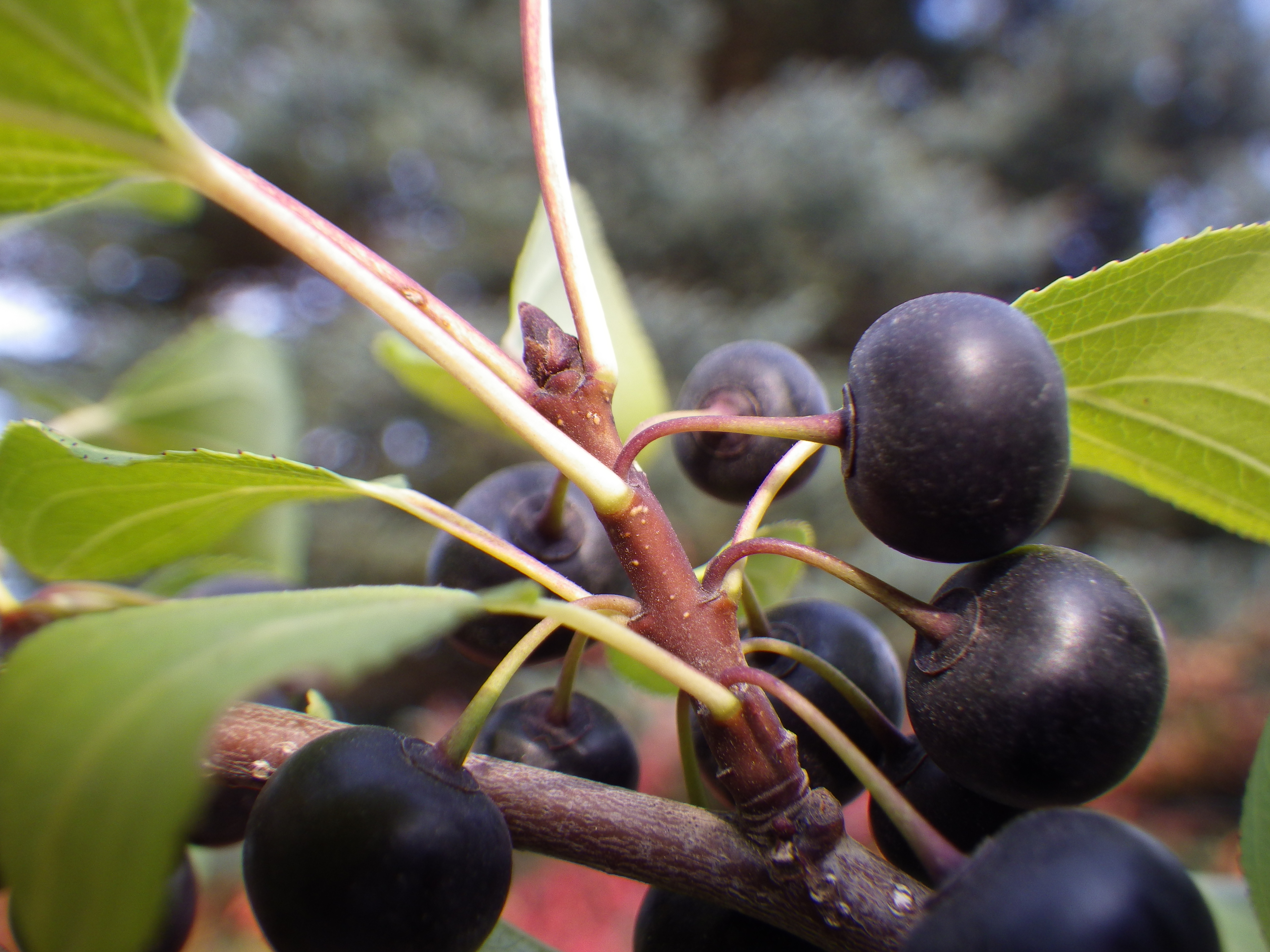 Common Buckthorn photo 6