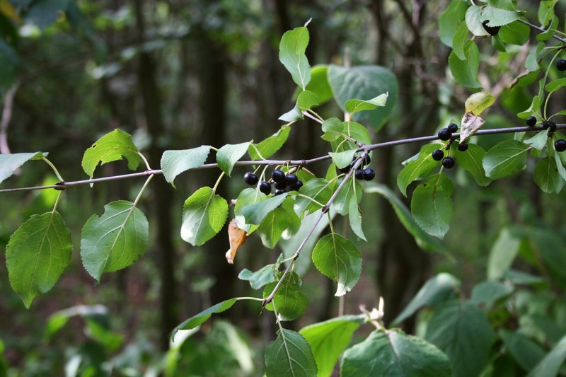 Common Buckthorn photo 2