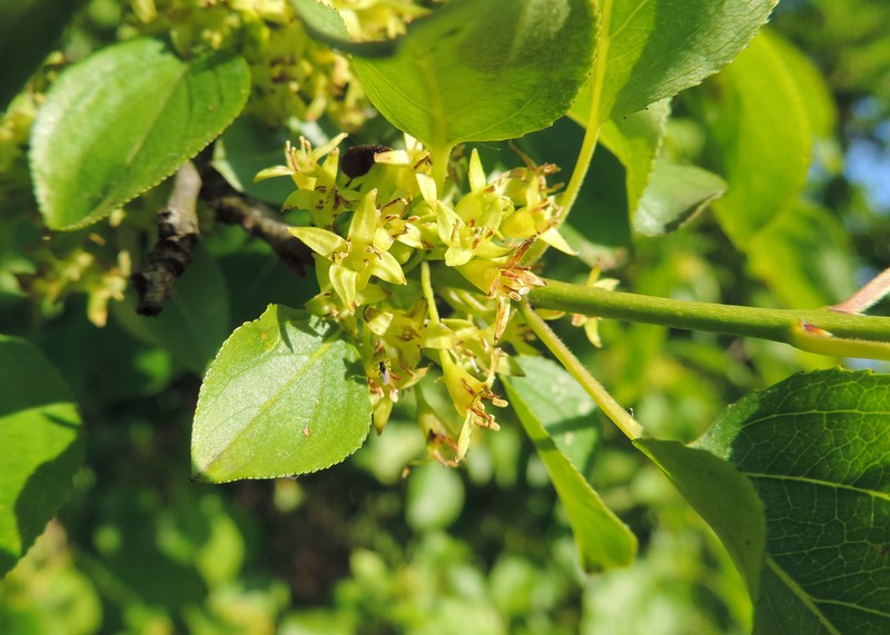 Common Buckthorn photo 4