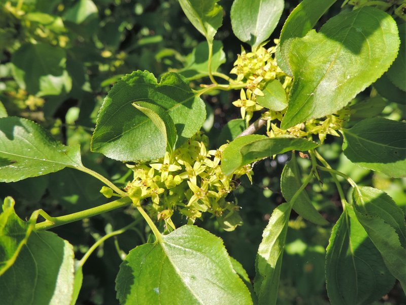 Common Buckthorn photo 7
