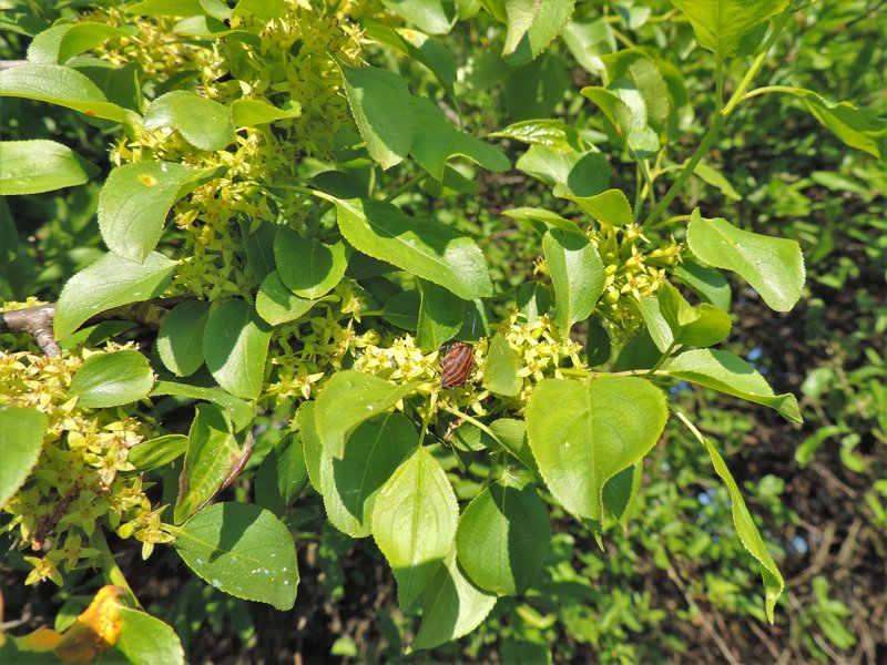 Common Buckthorn photo 8