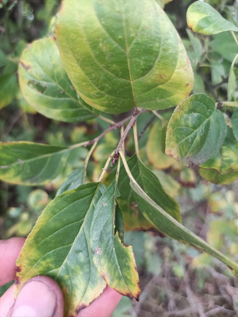 Rhamnus cathartica var. caucasica
