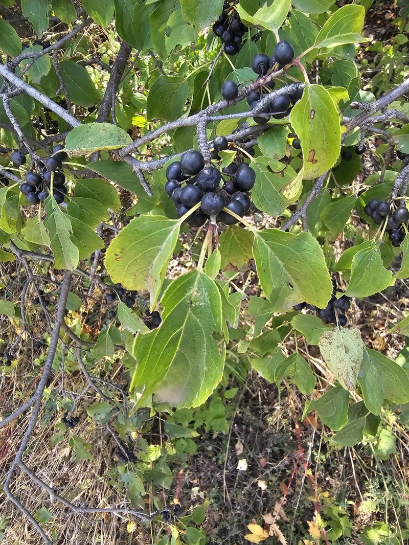 Rhamnus cathartica var. caucasica photo 2