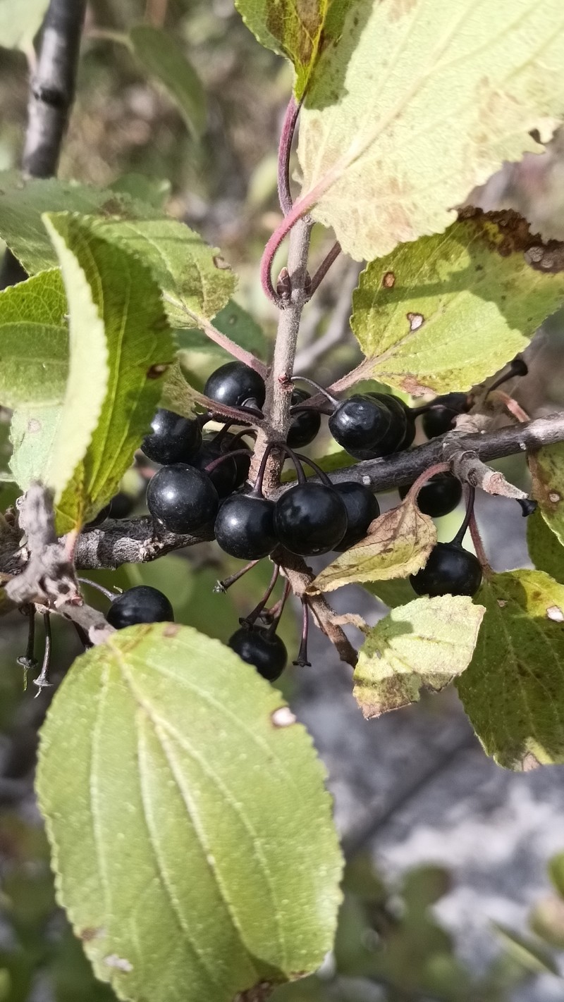 Rhamnus cathartica var. caucasica photo 3