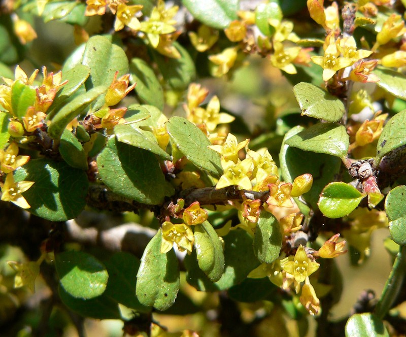 Redberry Buckthorn photo 4