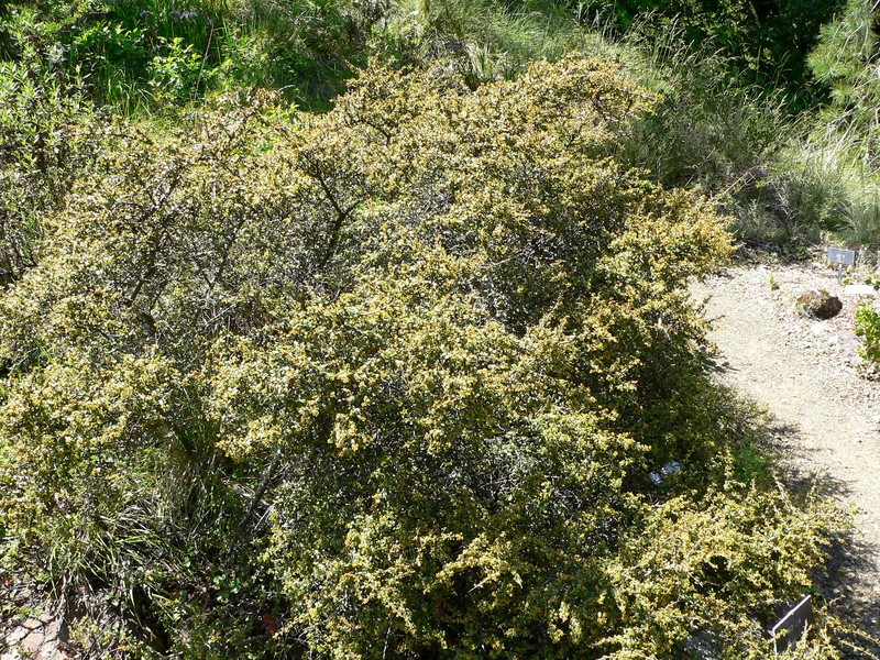 Redberry Buckthorn