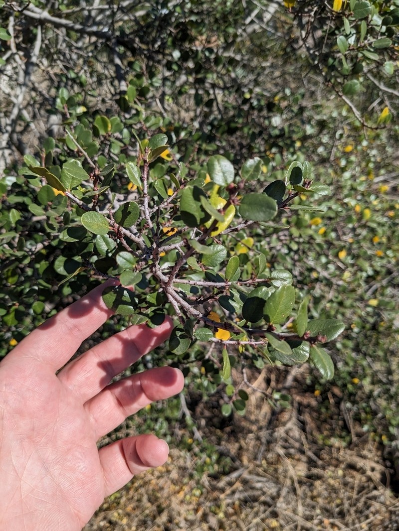 Redberry Buckthorn photo 3