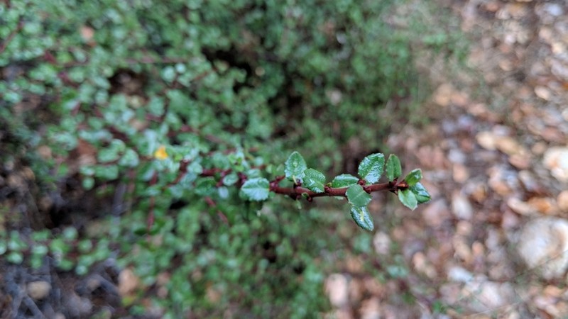 Redberry Buckthorn photo 4