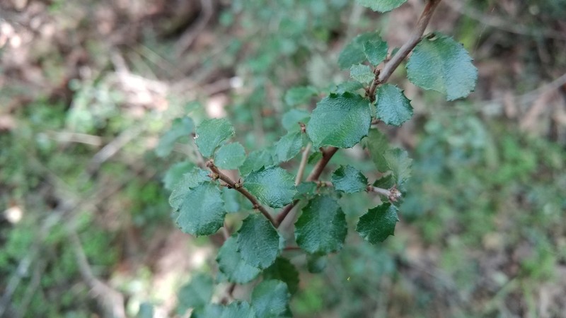 Redberry Buckthorn photo 5