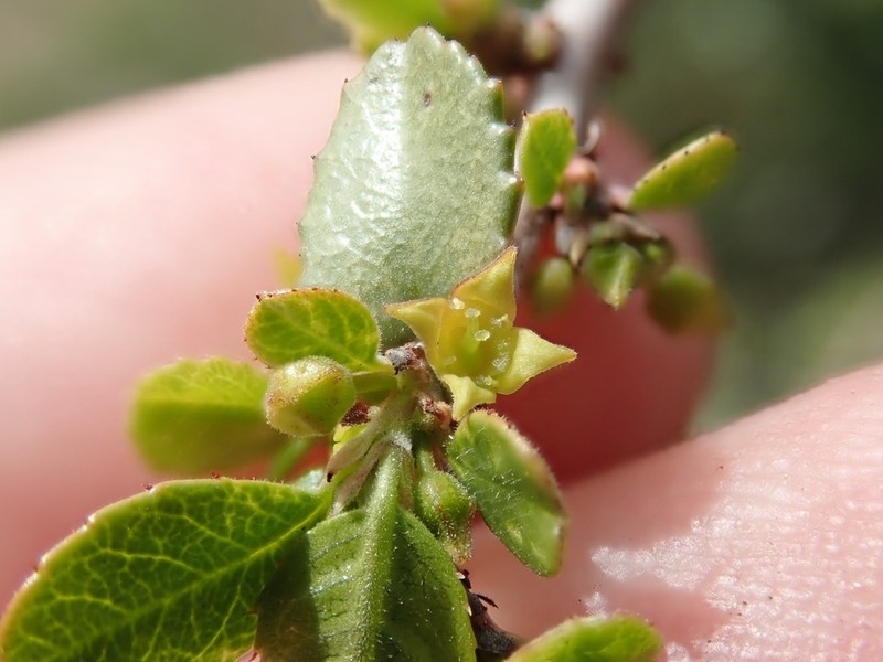 Redberry Buckthorn photo 6