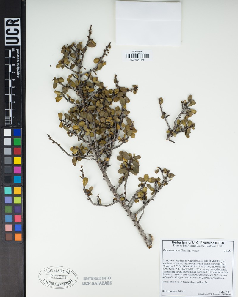 Rhamnus crocea subsp. crocea