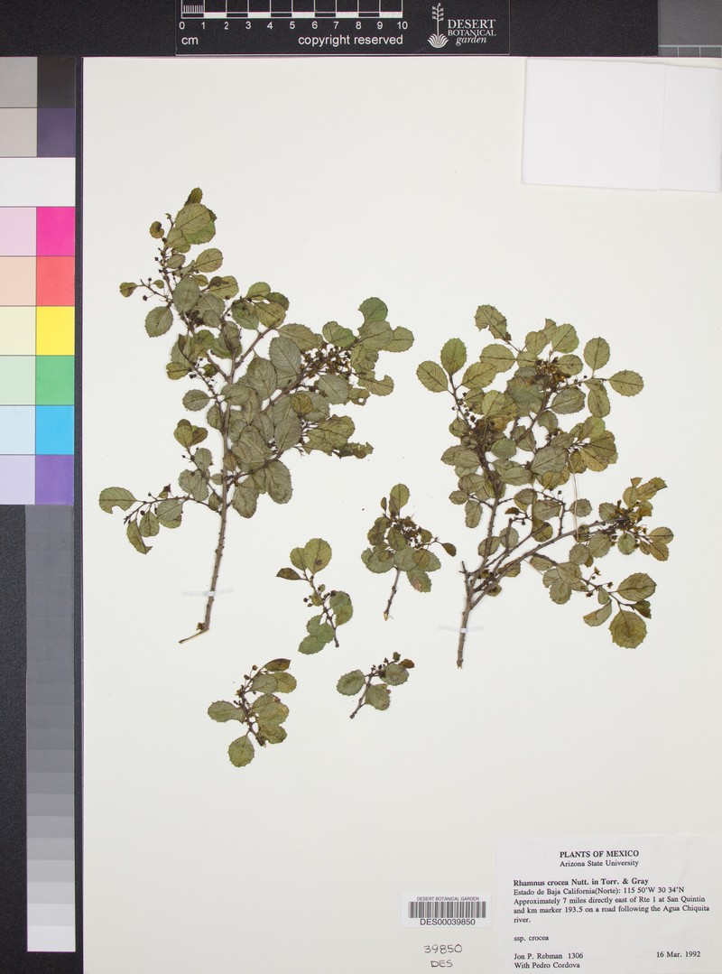 Rhamnus crocea subsp. crocea photo 2