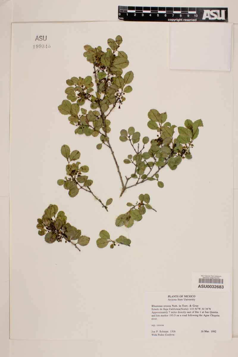 Rhamnus crocea subsp. crocea photo 3
