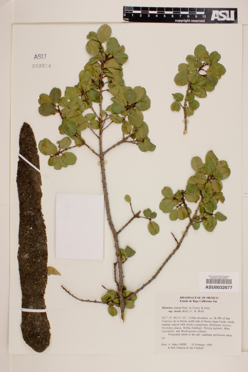 Rhamnus crocea subsp. insula