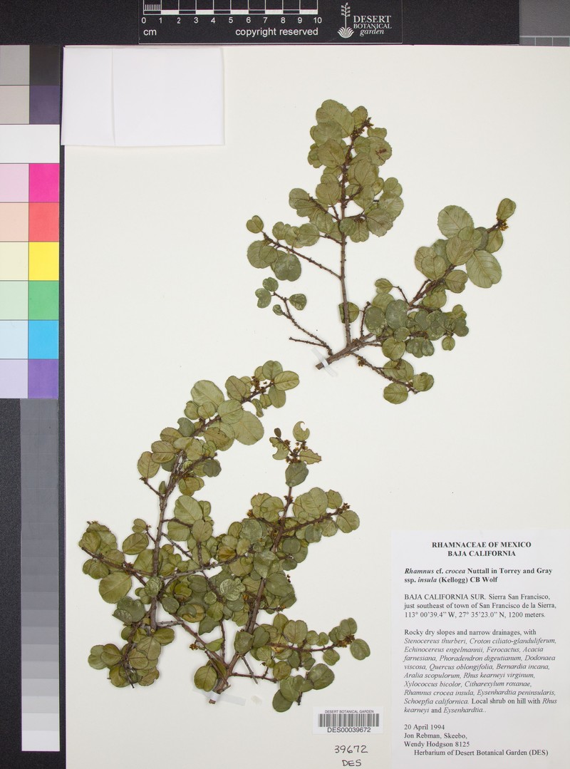 Rhamnus crocea subsp. insula photo 2