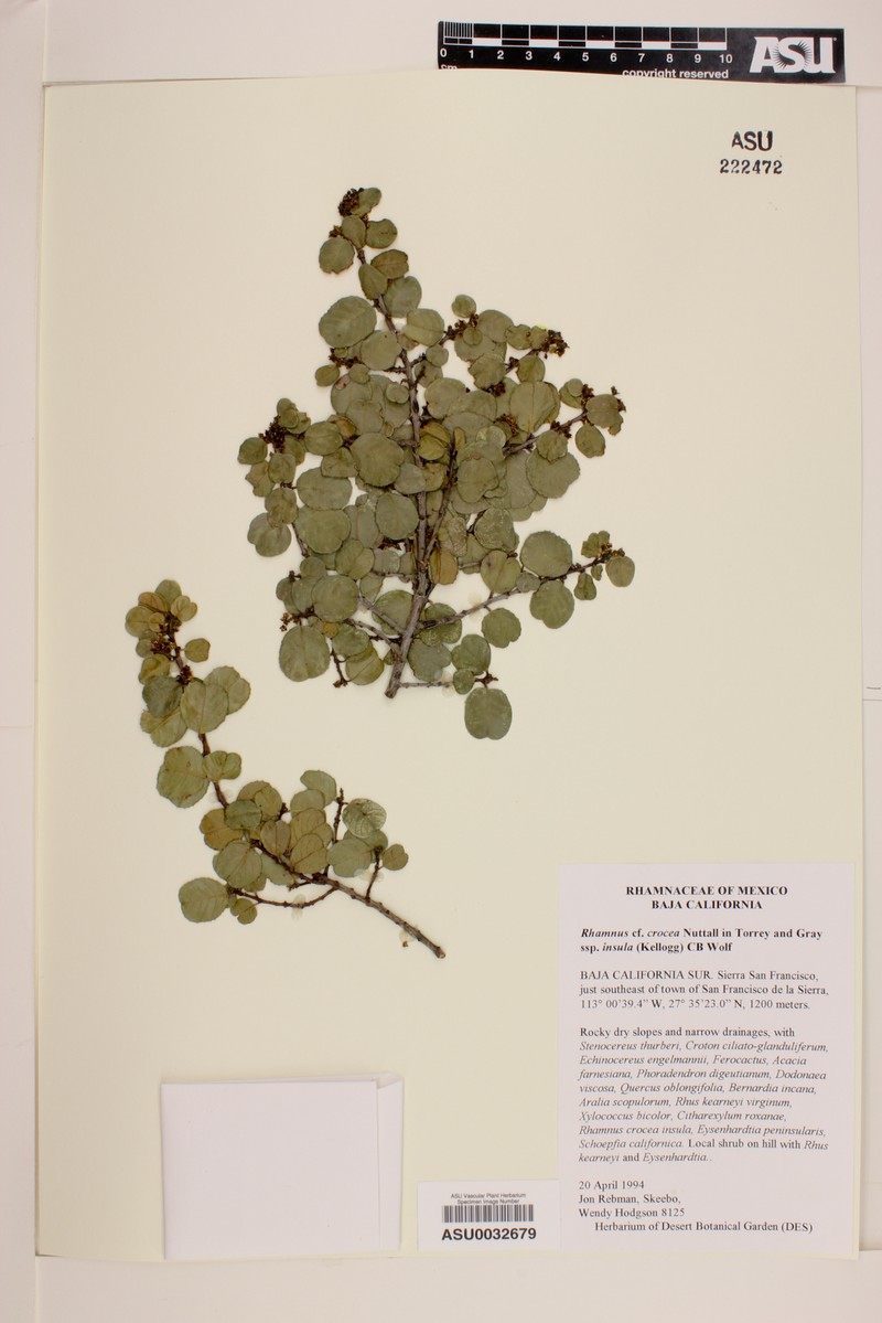 Rhamnus crocea subsp. insula photo 3