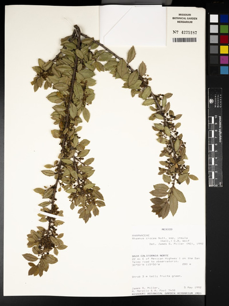 Rhamnus crocea subsp. insula photo 4