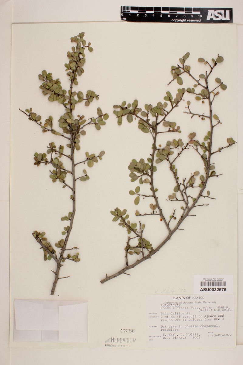 Rhamnus crocea subsp. insula photo 5