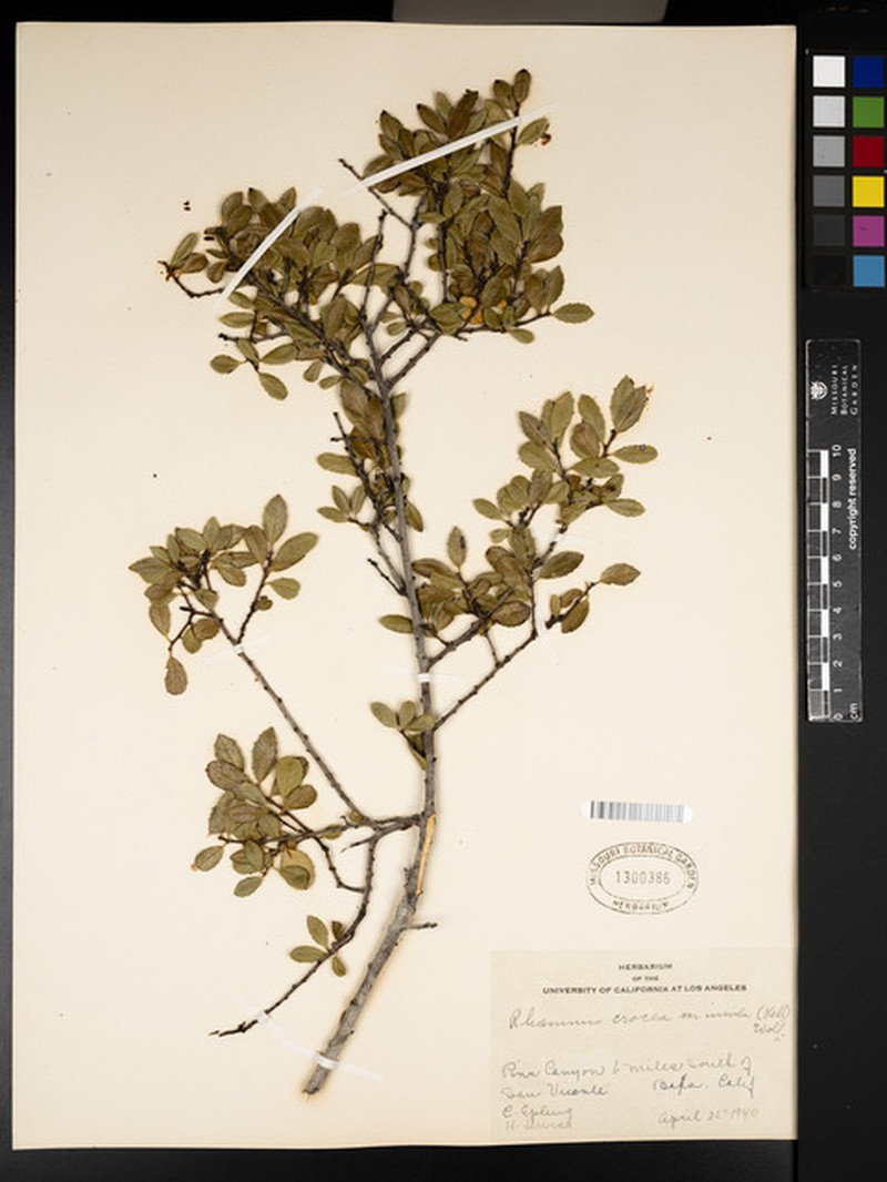Rhamnus crocea subsp. insula photo 6