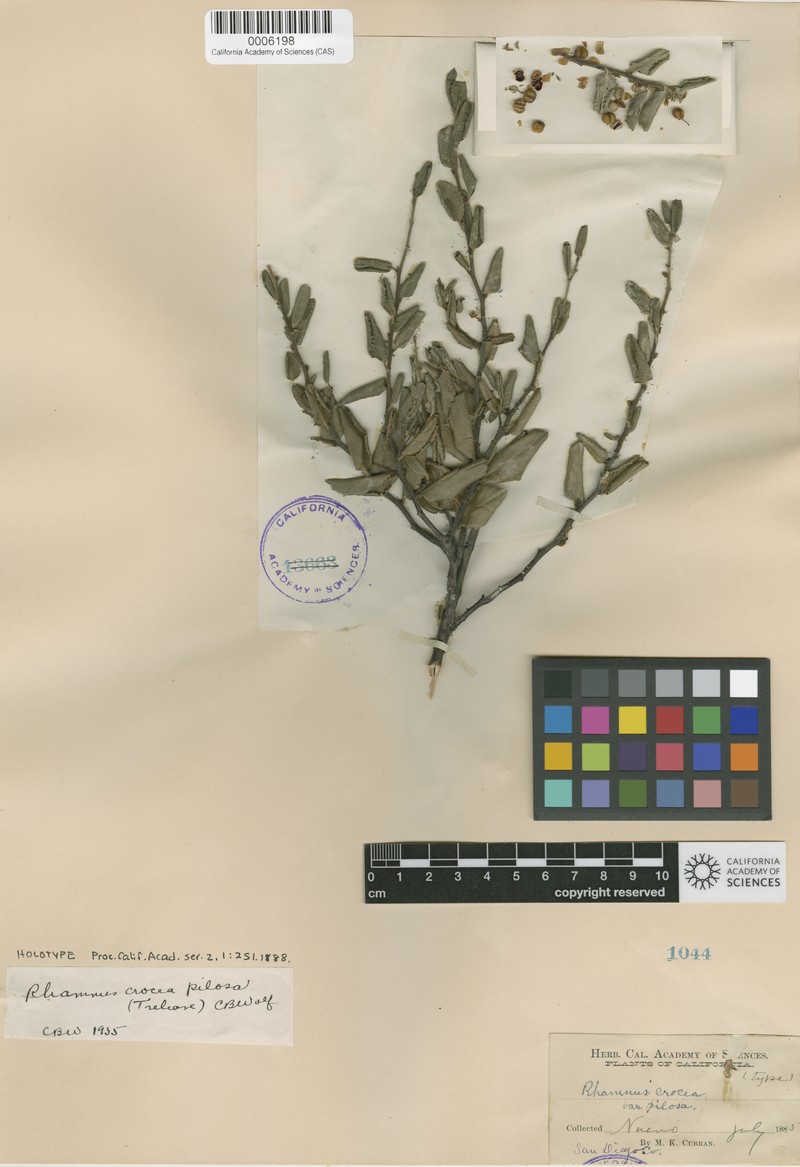Rhamnus crocea subsp. pilosa