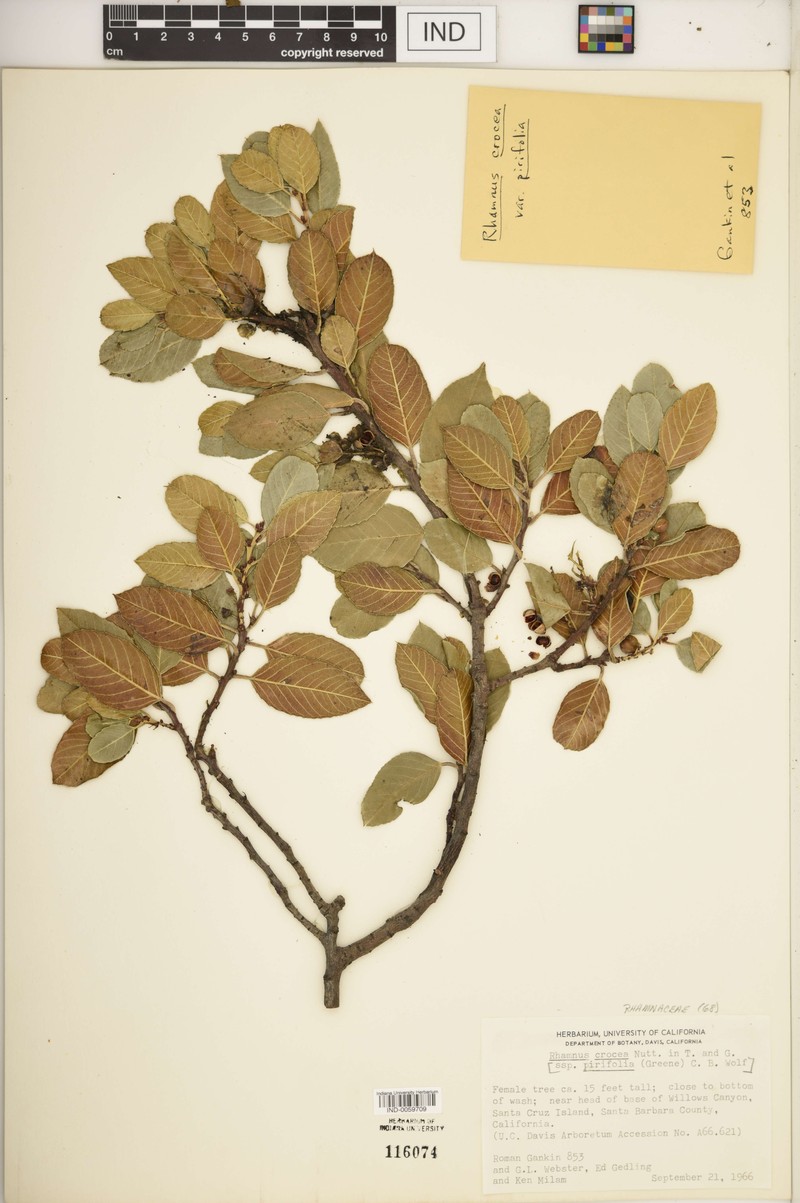 Island Redberry